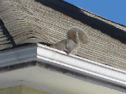 squirrel removal ottawa on